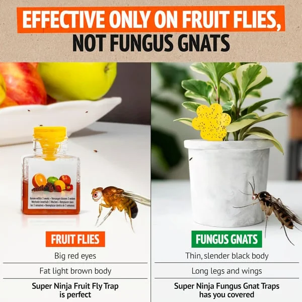 Ultra-Strong Fruit Fly Trap