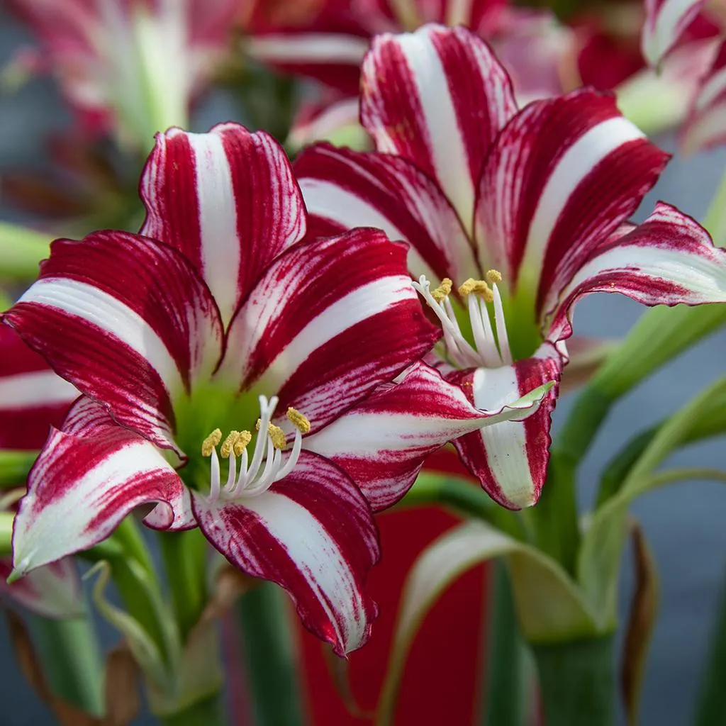 🌸 Rare Color Lily Bulbs– Blooms of Elegance and Grace 🌸