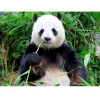 Panda | Full Round Diamond Painting Kits