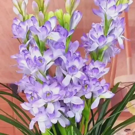 🔥【Limited Time Sale】Tuberose🌸 Bulbs! Enjoy 💥50% off, come by and grab it!