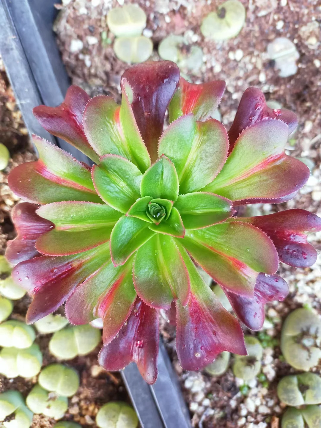 plant Aeonium Echeveria Haworthia  Caudex  Lithops Cactus  Agave 