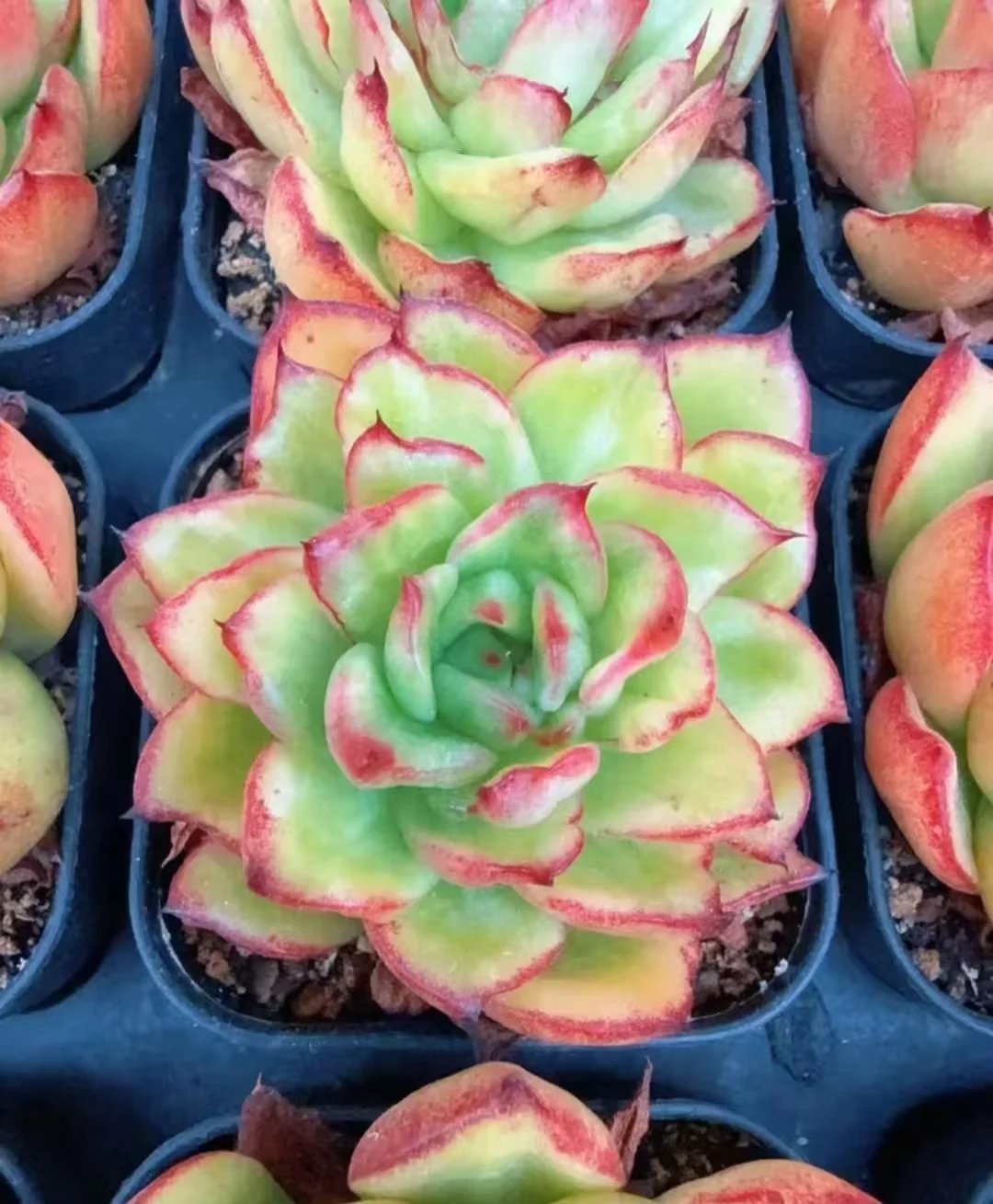 plant Aeonium Echeveria Haworthia  Caudex  Lithops Cactus  Agave 