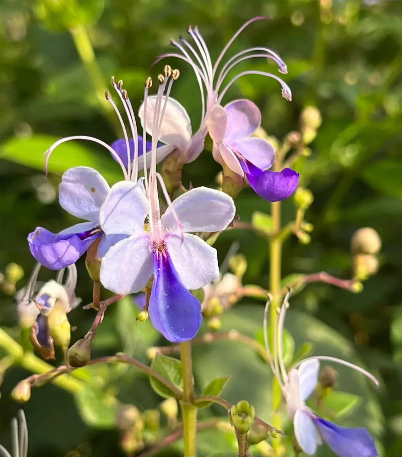 🌌 Blue Butterfly Flower Seeds – Bring the sky into your garden!
