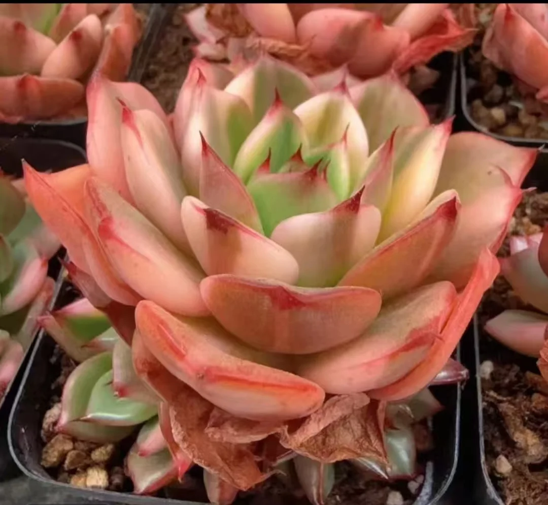 plant Aeonium Echeveria Haworthia  Caudex  Lithops Cactus  Agave 