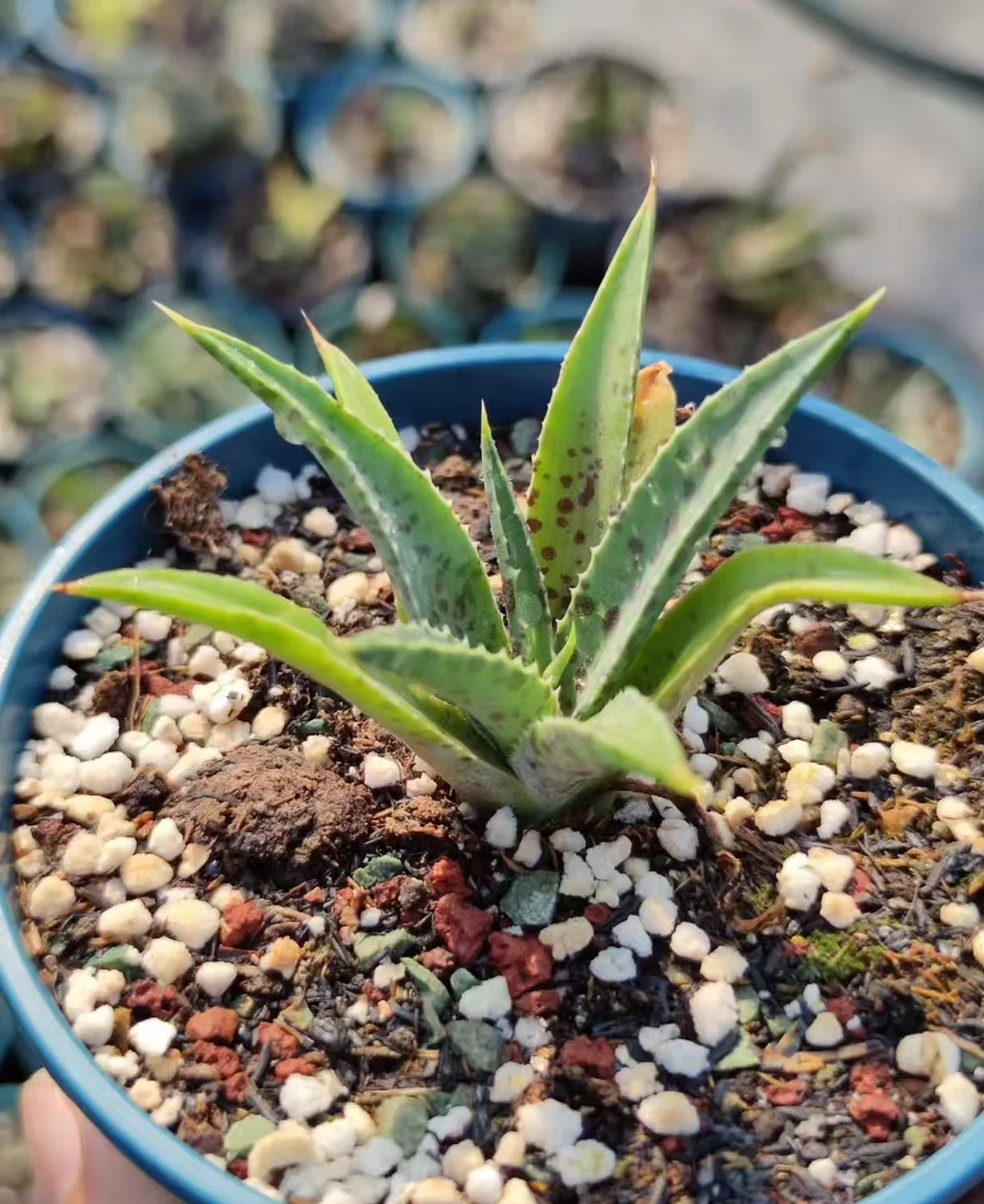 plant Aeonium Echeveria Haworthia  Caudex  Lithops Cactus  Agave 