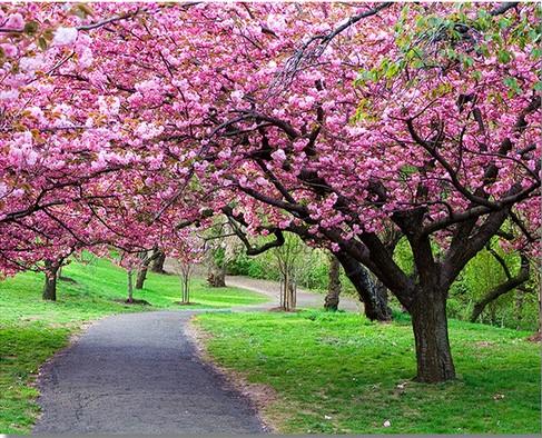 

Path Park Cherry Blossom – Paint By Numbers - 40*50CM, 501 Original