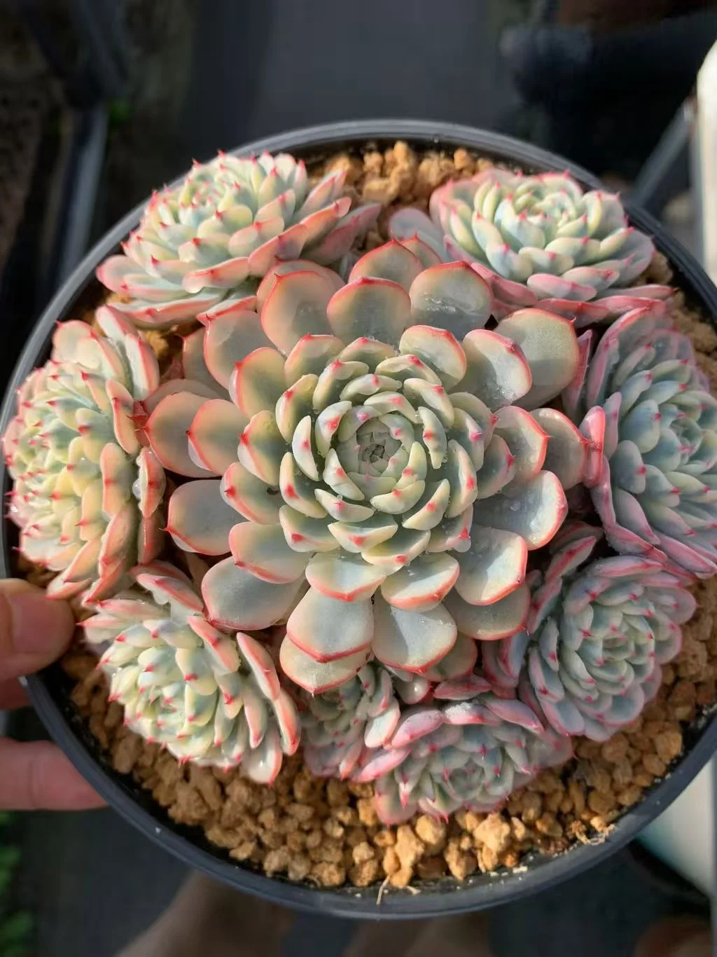 plant Aeonium Echeveria Haworthia  Caudex  Lithops Cactus  Agave 