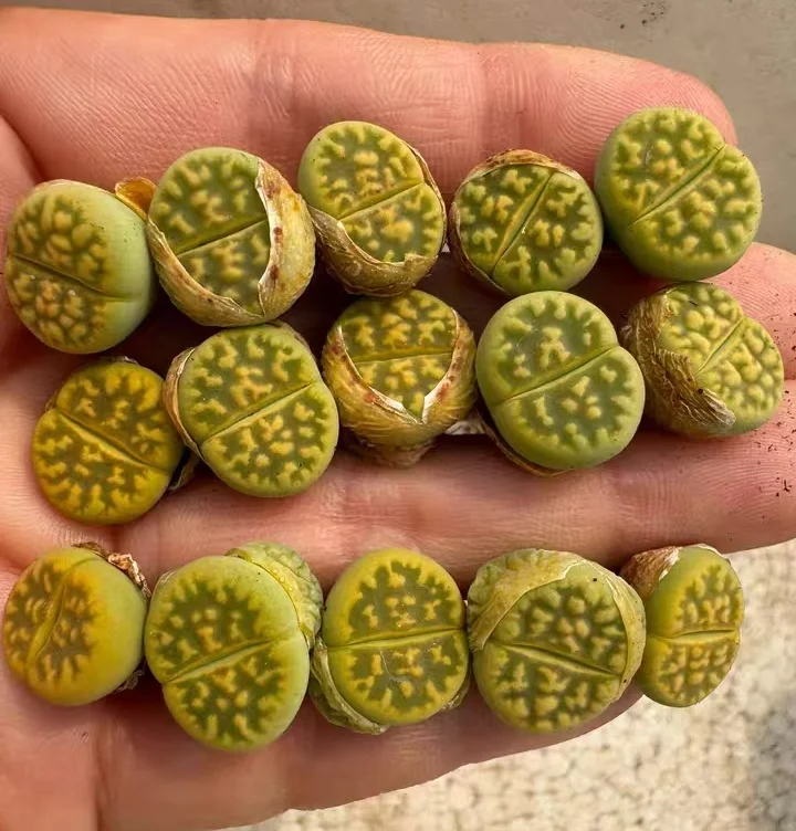 plant Aeonium Echeveria Haworthia  Caudex  Lithops Cactus  Agave 