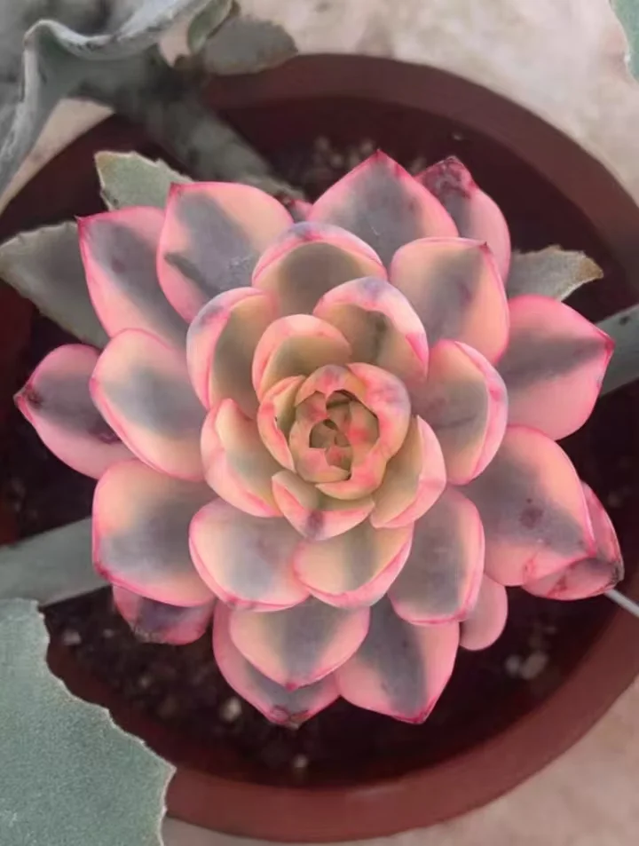 plant Aeonium Echeveria Haworthia  Caudex  Lithops Cactus  Agave 