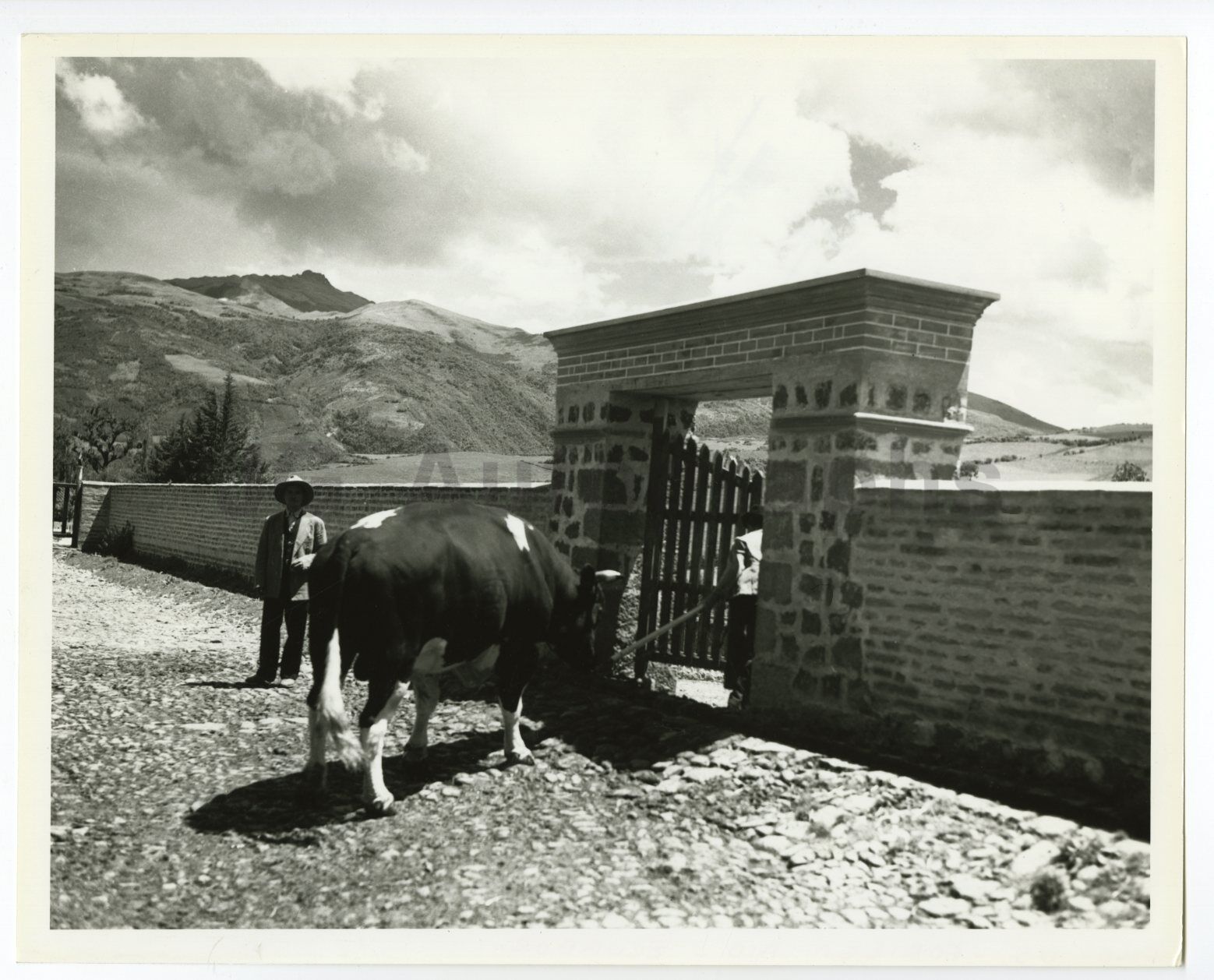 U.S. Foreign Aid - Ecuador, World Champion Cow - Vintage 8x10 Photo Poster paintinggraph