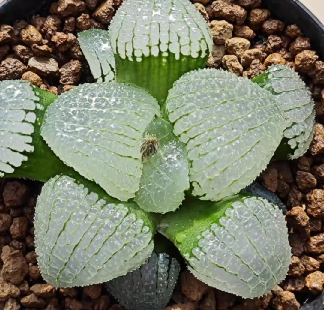 plant Aeonium Echeveria Haworthia  Caudex  Lithops Cactus  Agave 