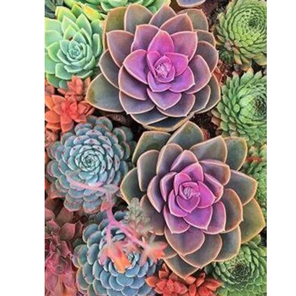 

Succulents Plant - Square Drill Diamond Painting - 30*40CM, 501 Original