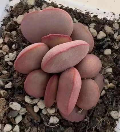 913. Bai ji Adromishus 3-4cm/Caudex/Succulent plants/Garden landscape / Carefully select healthy plants