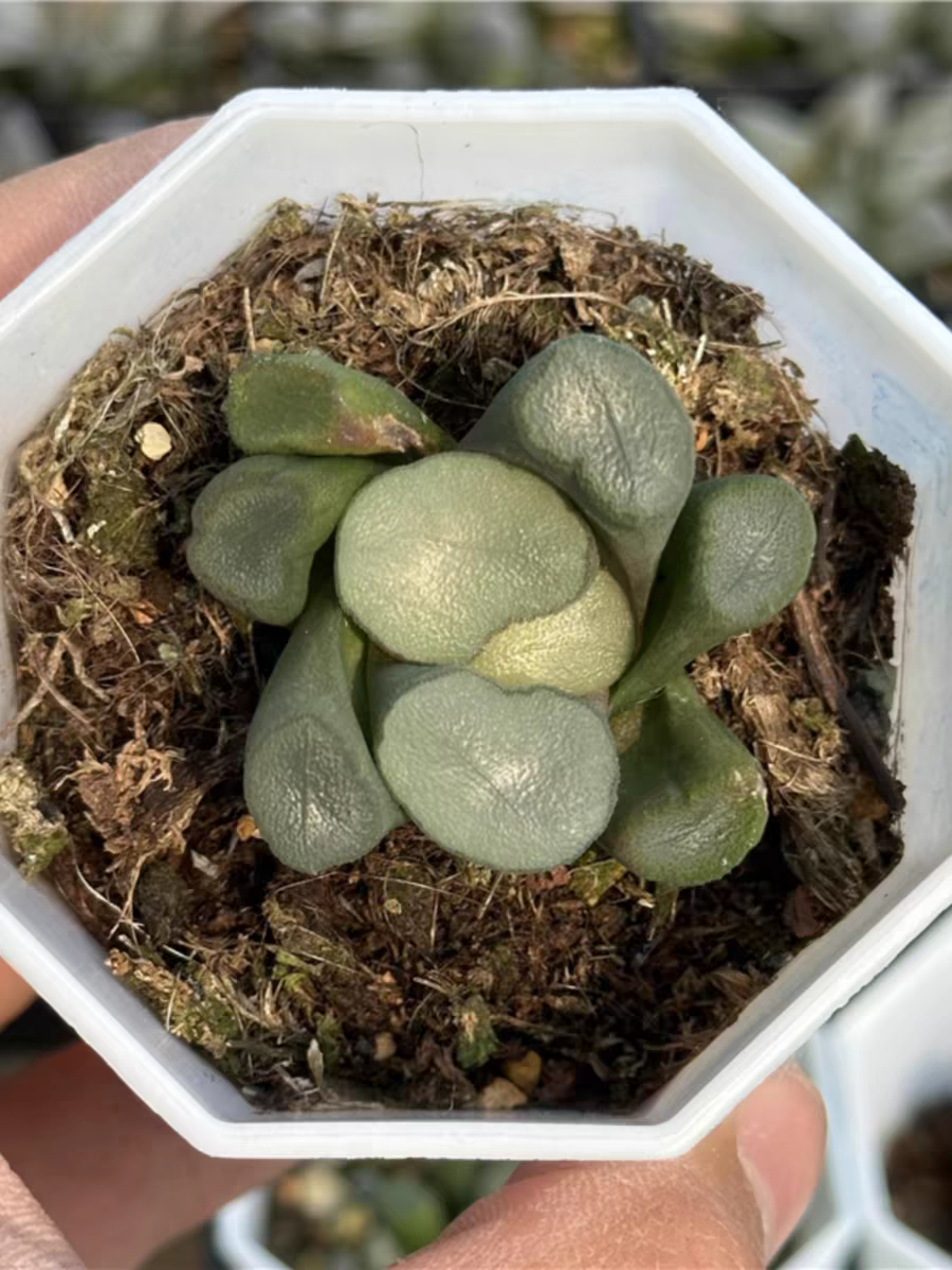bjbm18.Haworthia truncata var. maughanii (Poelln.) Halda Schönland 4-5cm/ Haworthia/ Succulent plants / Garden landscape / Carefully select healthy plants