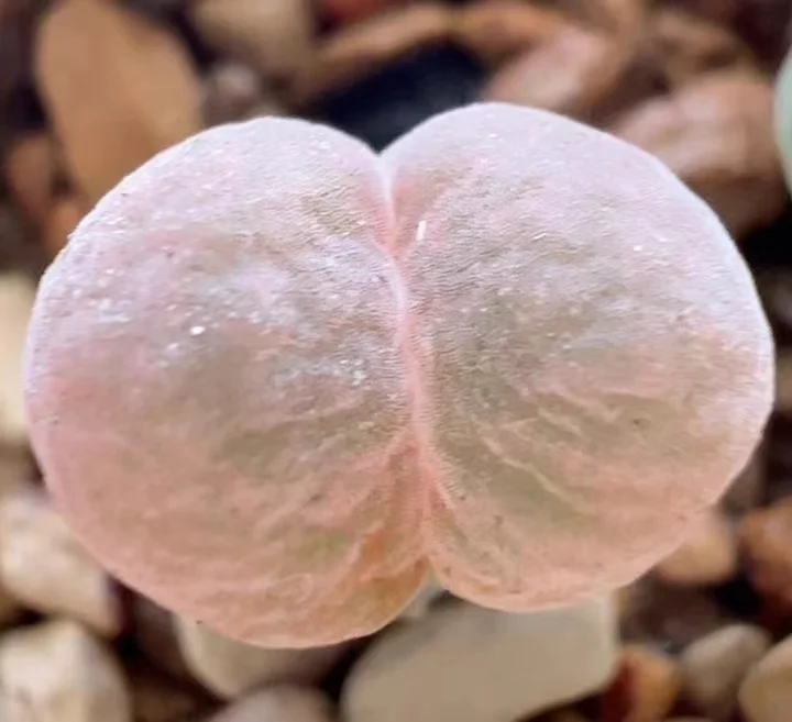 867.  Velvet single head 0.6-0.8cm/ Lithops and Conophytum  /  Succulent plants / Garden landscape / Carefully select healthy plants