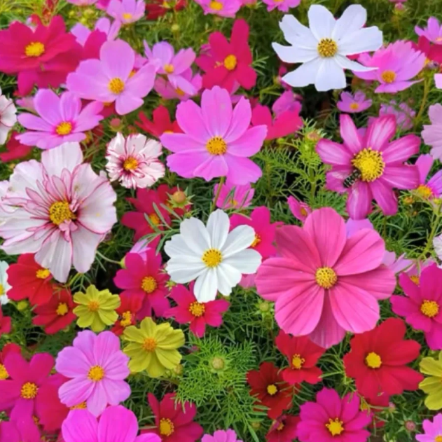 🌸Mixed Colors Cosmos Seeds—Symbol Of Freedom And Hope