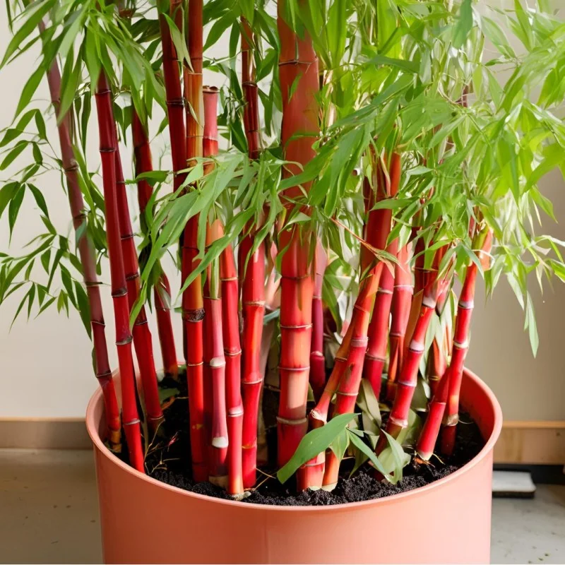 Rare Purple Cold Bamboo