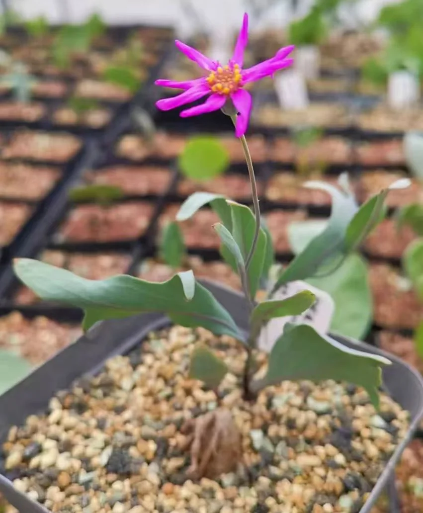 plant Aeonium Echeveria Haworthia  Caudex  Lithops Cactus  Agave 