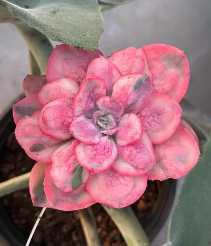 plant Aeonium Echeveria Haworthia  Caudex  Lithops Cactus  Agave 