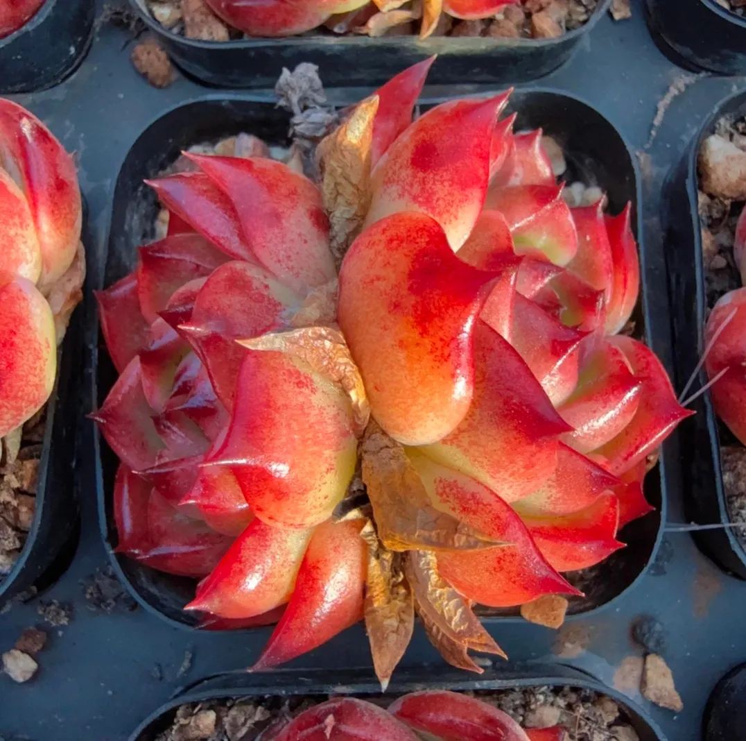 plant Aeonium Echeveria Haworthia  Caudex  Lithops Cactus  Agave 