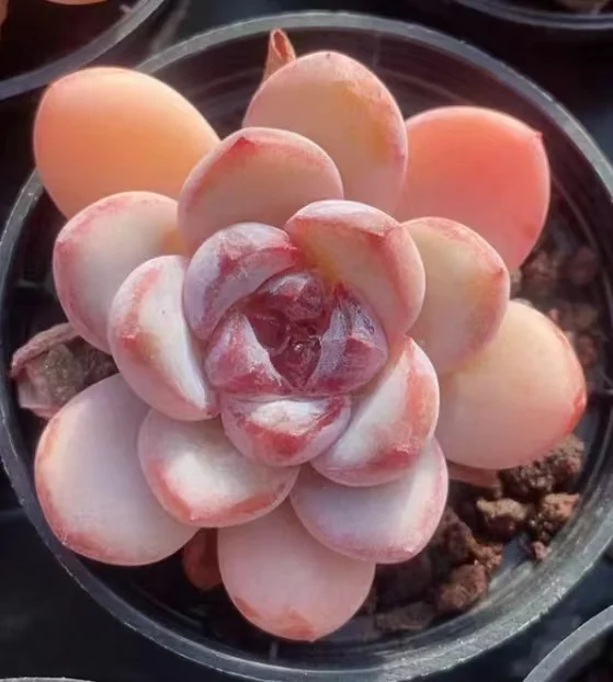 488.Echeveria   Starry snow  Single head 3-5cm/ Echeveria / Succulent plants / Garden landscape / Carefully select healthy plants