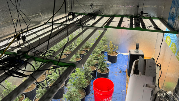 Seeing Green: How the RDJ Bonus 720w LED Grow Light Can Save You Money and Boost Your Plant & Growth