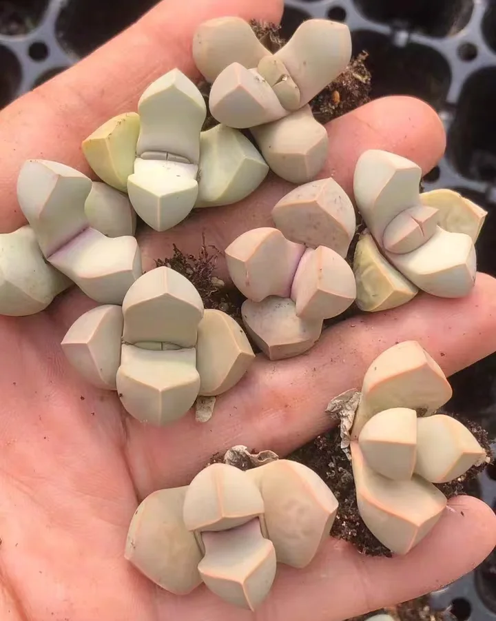 plant Aeonium Echeveria Haworthia  Caudex  Lithops Cactus  Agave 