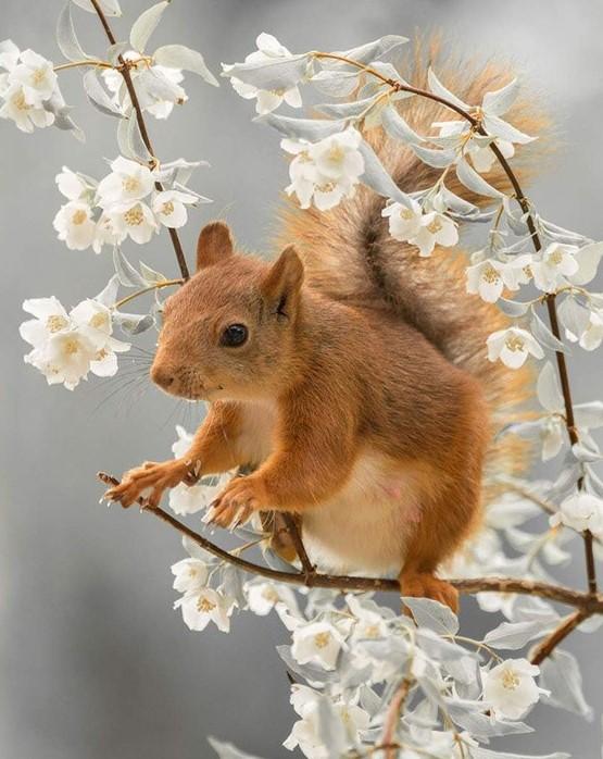 

Cute Squirrel – Paint By Numbers - 40*50CM, 501 Original