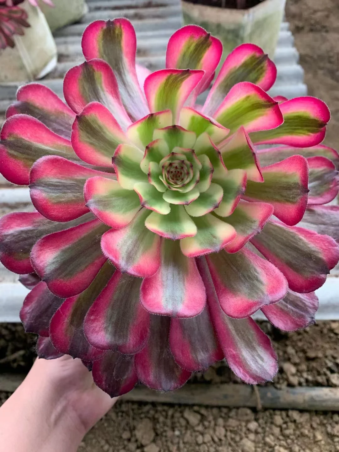 plant Aeonium Echeveria Haworthia  Caudex  Lithops Cactus  Agave 