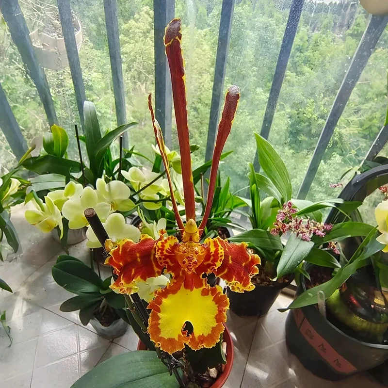 🔥🔥🔥Amazing plants! Monkey Orchid🙉 Monkey King