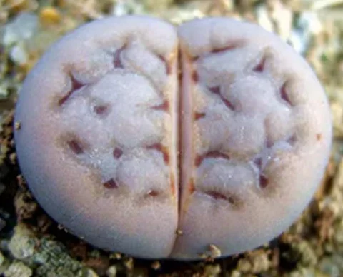 plant Aeonium Echeveria Haworthia  Caudex  Lithops Cactus  Agave 