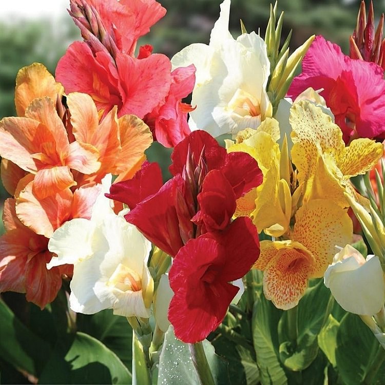 Mixed Tall Canna Lily Seed