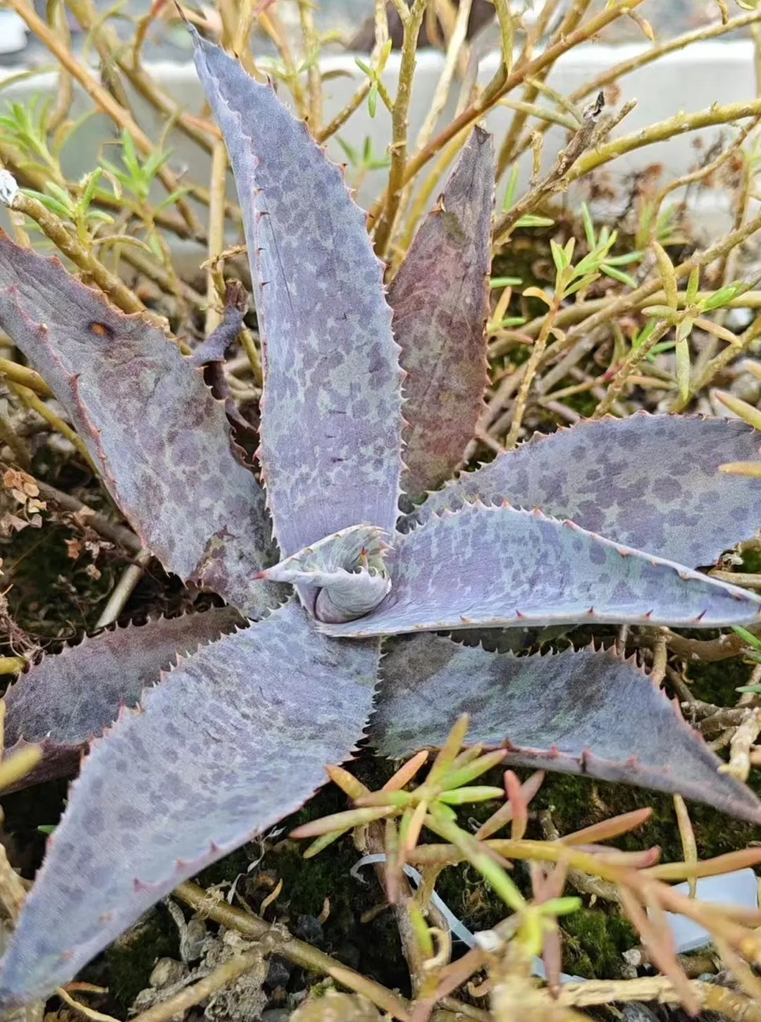 plant Aeonium Echeveria Haworthia  Caudex  Lithops Cactus  Agave 