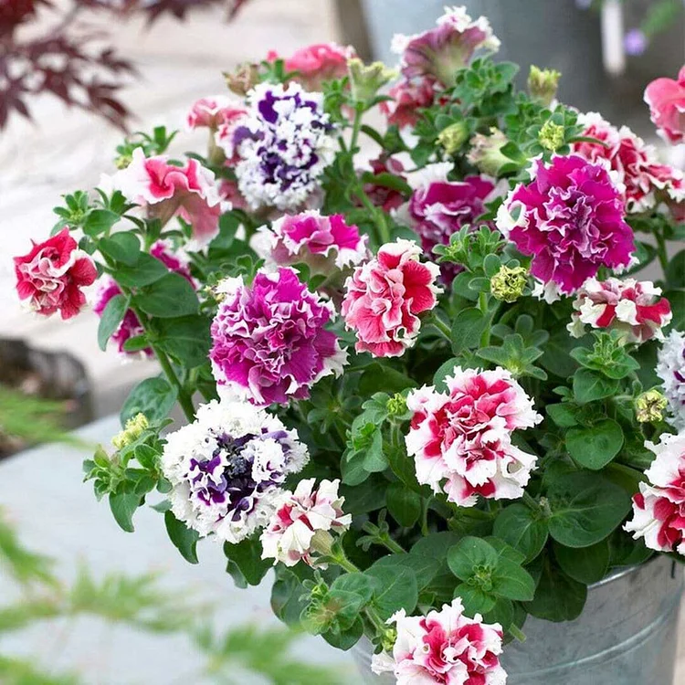 Flowers Seeds Petunia Pirouette Mix F1 