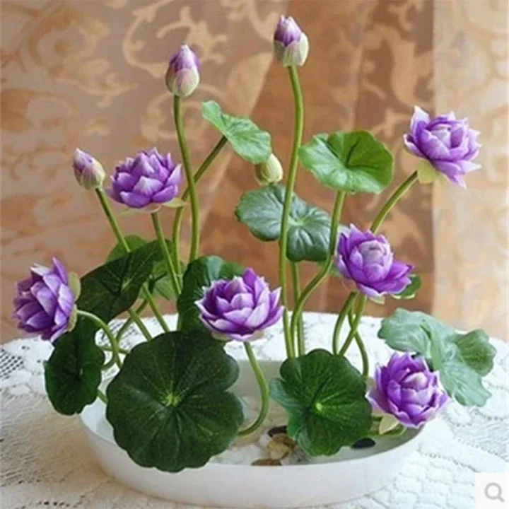 🔥【7 days germination】💐The Sacred Bonsai Bowl Lotus Flower