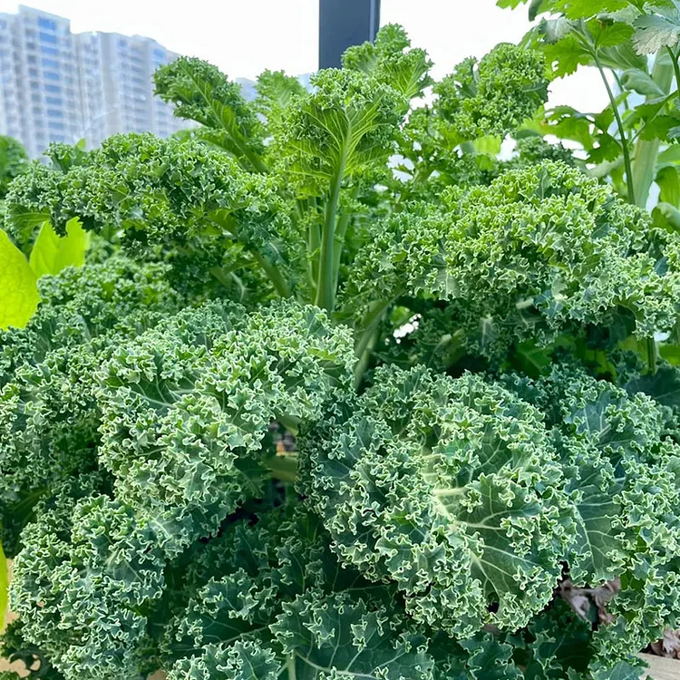 KALE SEEDS