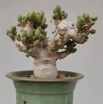 plant Aeonium Echeveria Haworthia  Caudex  Lithops Cactus  Agave 