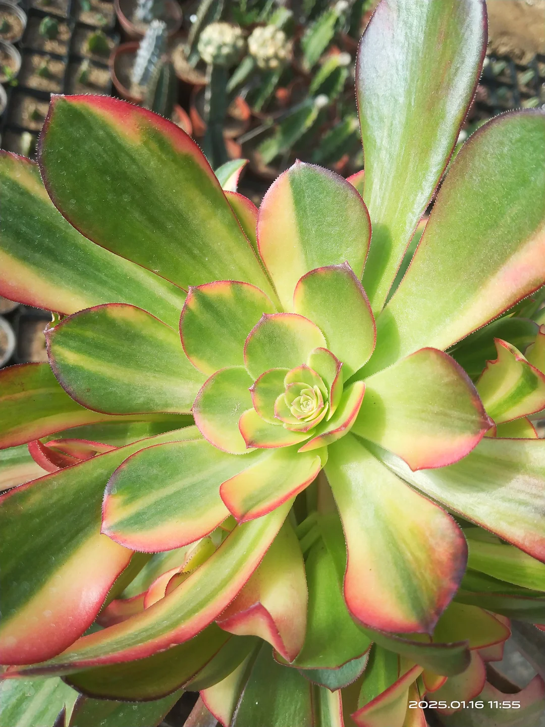 1120. Medusa yellow var. cluster 18-22cm/Aeonium cluster/Aeonium plants / Succulent plants / Garden landscape / Carefully select healthy plants