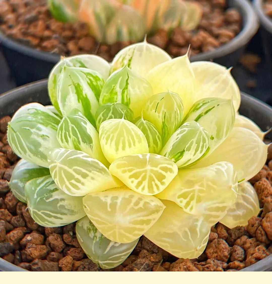  88. Su zhou variation 4-5cm/ Haworthia/ Succulent plants / Garden landscape / Carefully select healthy plants
