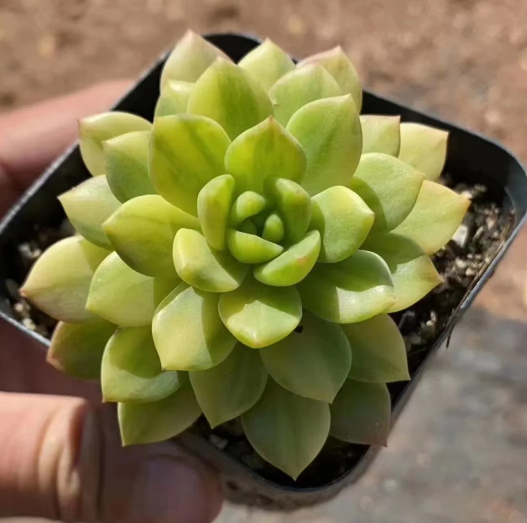 plant Aeonium Echeveria Haworthia  Caudex  Lithops Cactus  Agave 