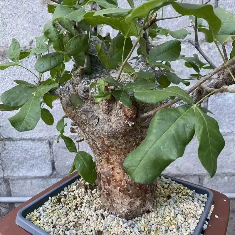 plant Aeonium Echeveria Haworthia  Caudex  Lithops Cactus  Agave 