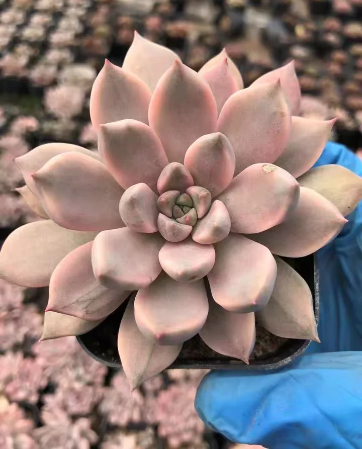 364.Blood moon brocade single head 5-7cm/ Echeveria / Succulent plants / Garden landscape / Carefully select healthy plants