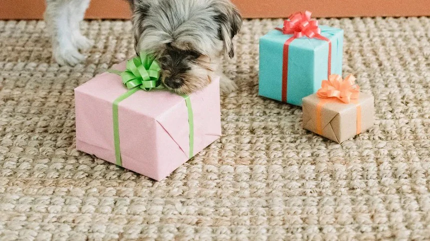 How to Pick the Right Personalized Pet Gift Based on Your Dog’s Personality