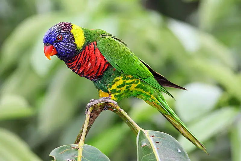 Lorikeet / Lory Birdcagelab
