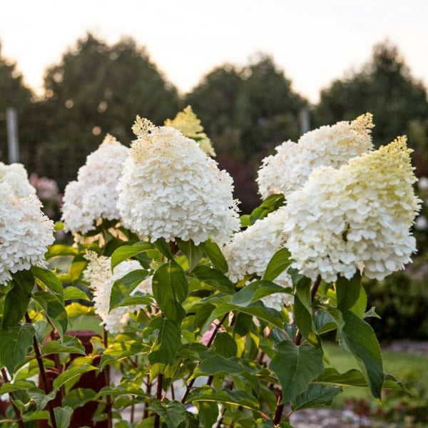 🍓Strawberry Hydrangea Flowers Seeds - 100/200Pcs Jonyparkseed®