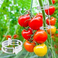 plant clips for climbing plants clear