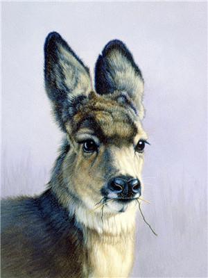 

Winter Llama – Paint By Numbers - 40*50CM, 501 Original