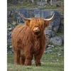 Highland Cow-11CT Stamped Cross Stitch 40*50cm