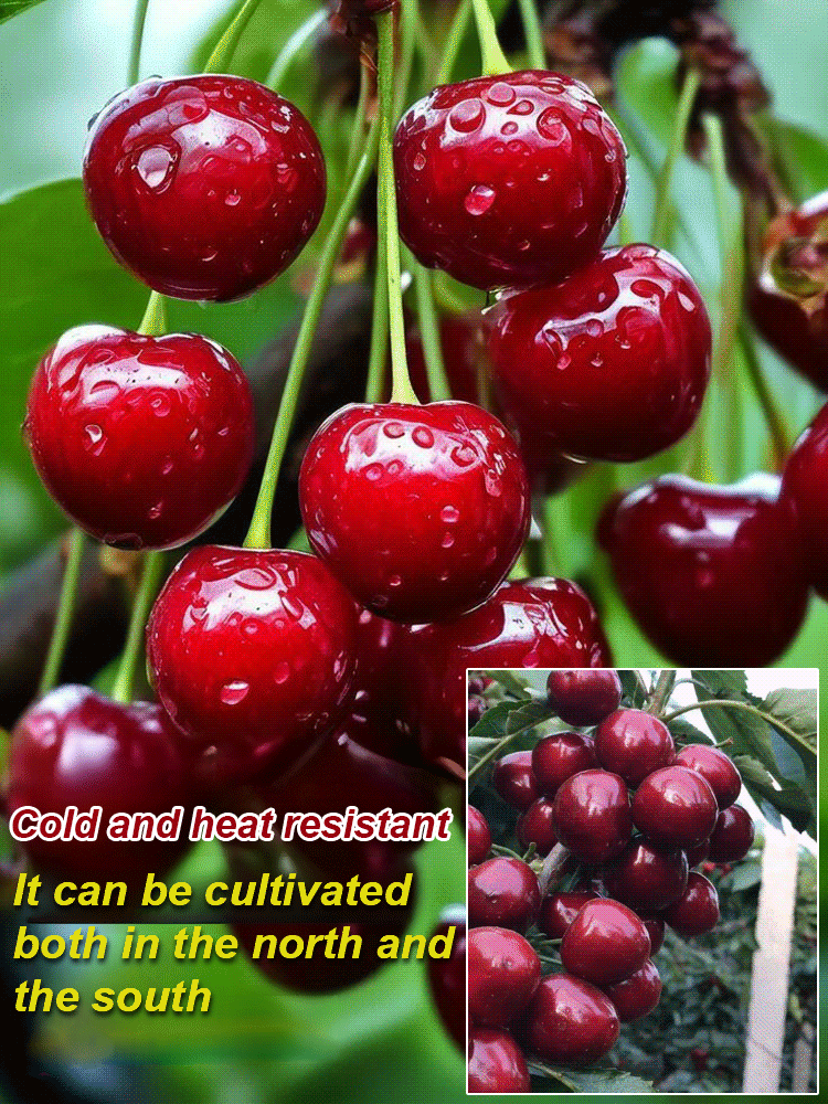 【No fruit, full refund】 Premium Giant Sweet Cherry Sapling