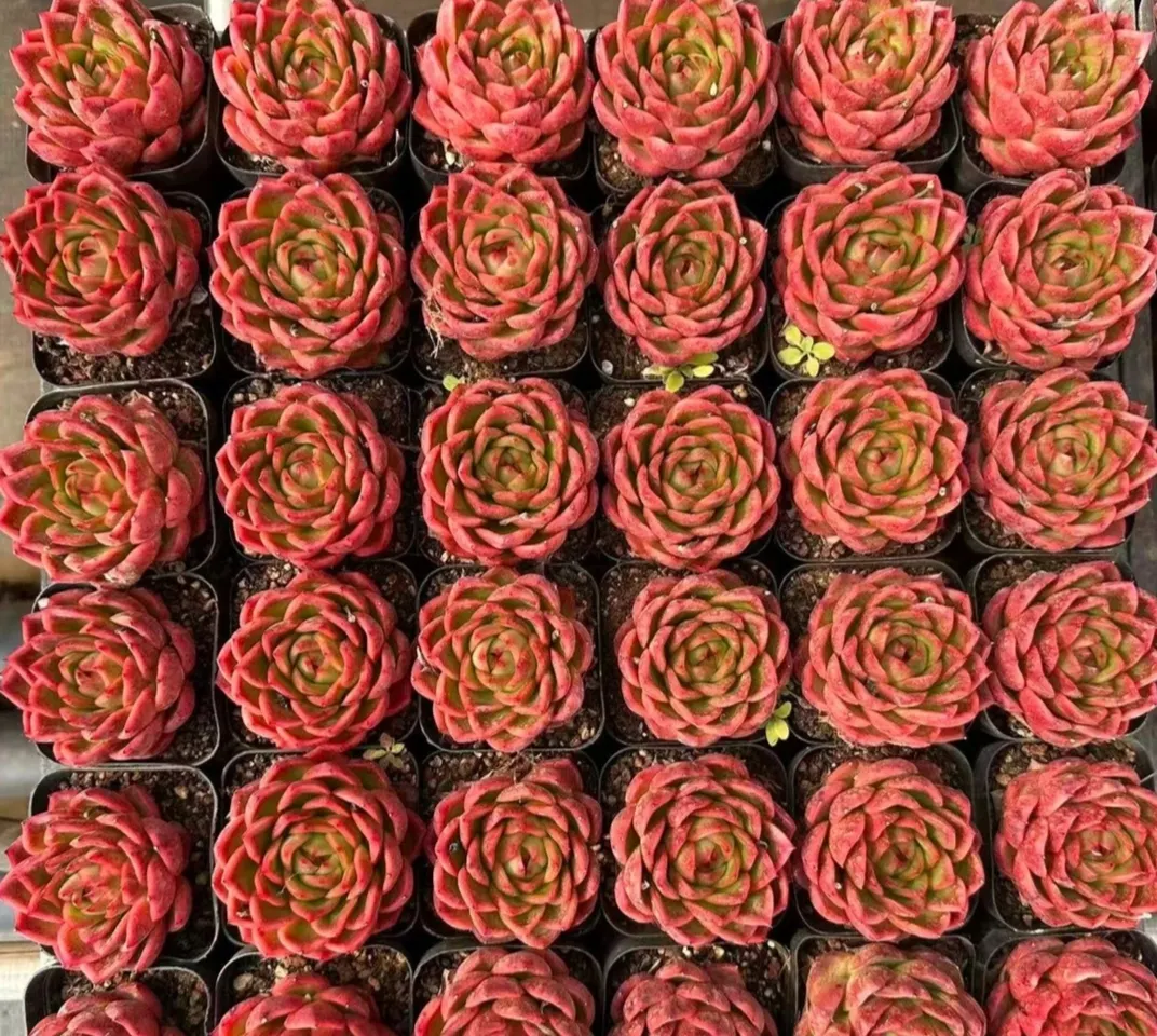 plant Aeonium Echeveria Haworthia  Caudex  Lithops Cactus  Agave 